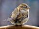 Sparrow's Avatar