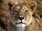 LionGail's Avatar
